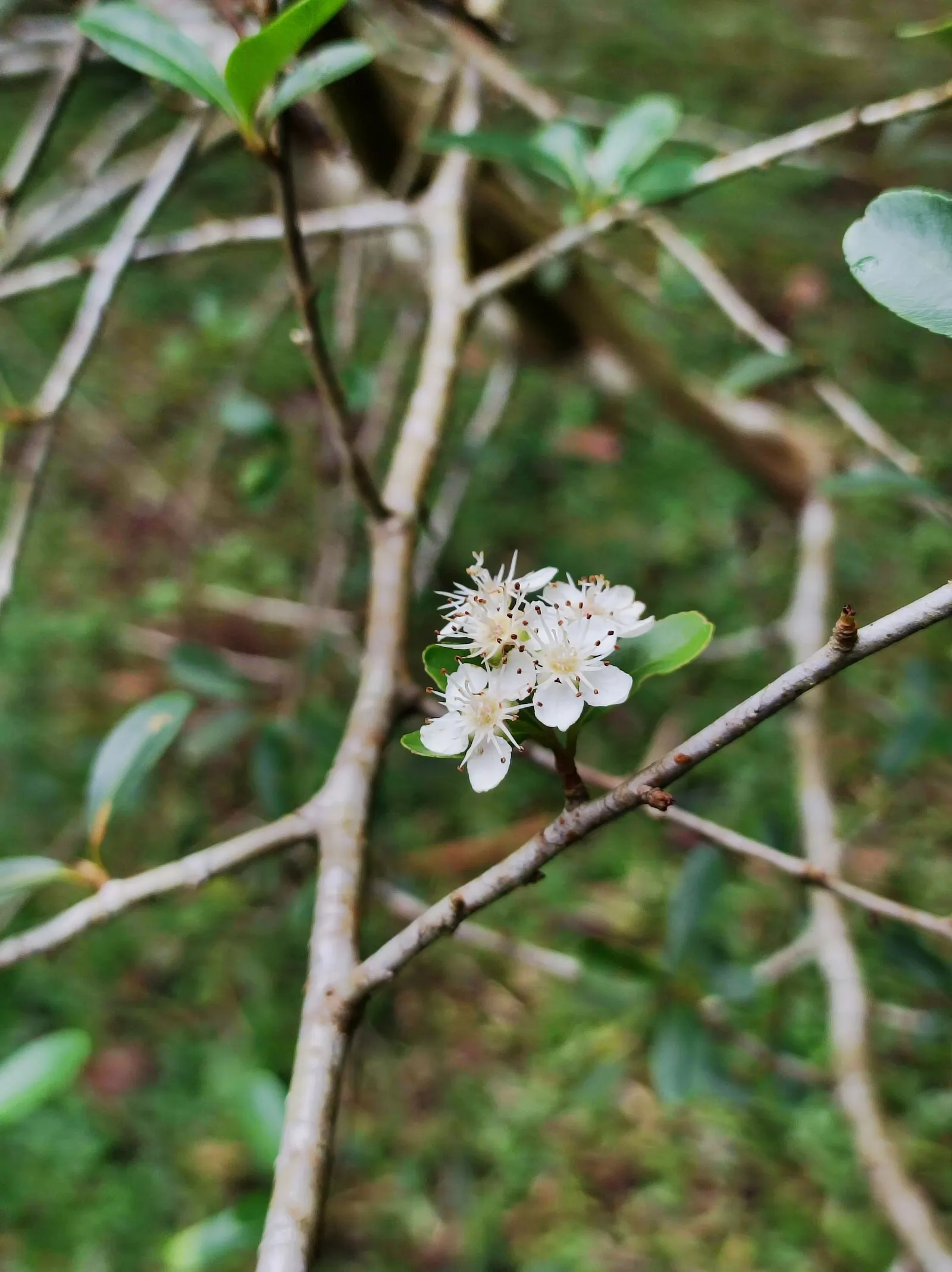 Firethorn (Pyracantha Crenatoserrata) — With a mature height typically ranging from 6 to 12 feet and a similar spread