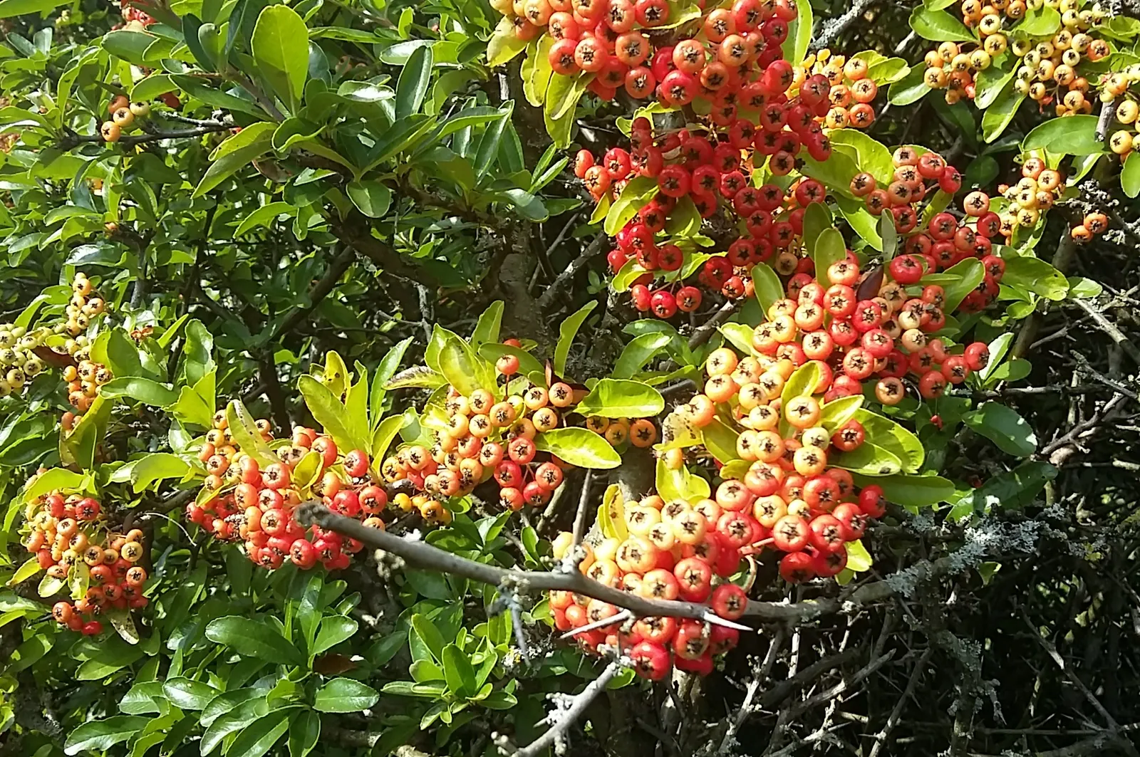 Firethorn (Pyracantha Crenatoserrata) — followed by the signature bright orange to red berries that persist into the winter months
