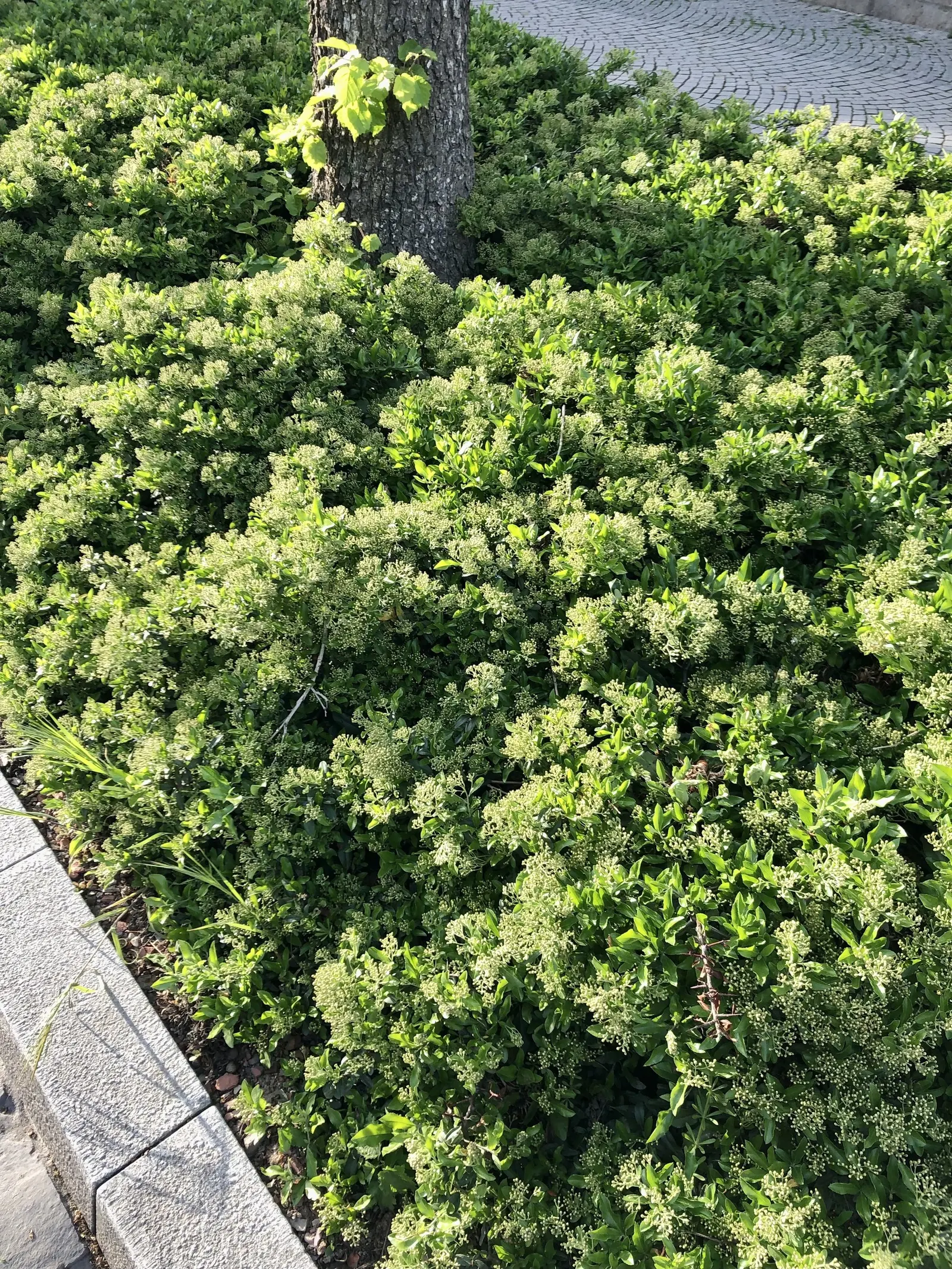 Firethorn (Pyracantha Crenatoserrata) — reaching 6-18 feet in height