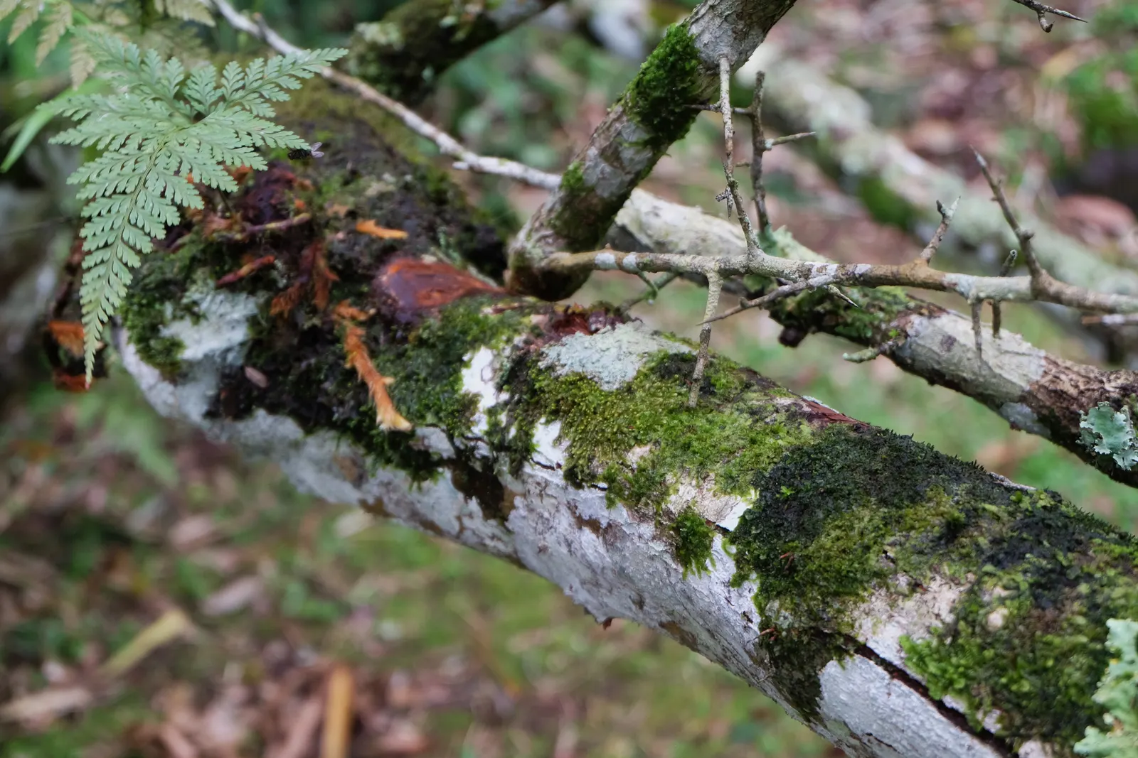 Firethorn (Pyracantha Crenatoserrata) — requiring minimal maintenance once established