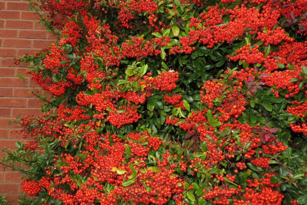 Firethorn (Pyracantha Crenatoserrata) — offering valuable food for birds