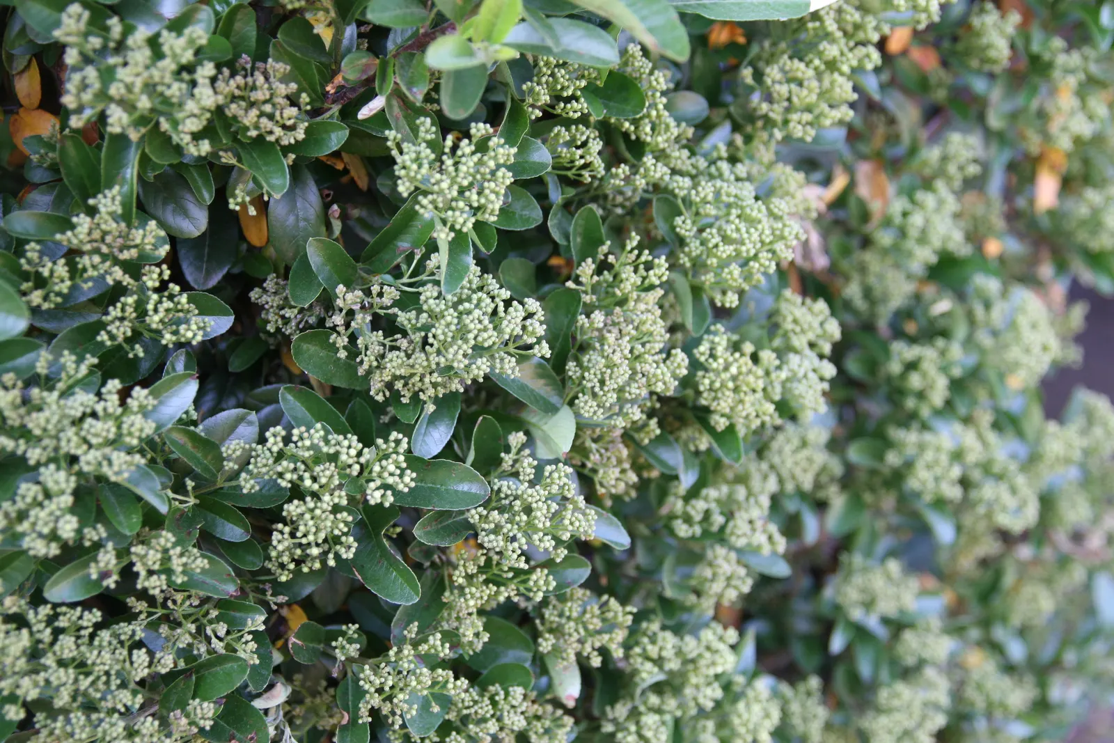 Firethorn (Pyracantha Crenatoserrata) — and abundant bright orange-red berries in fall