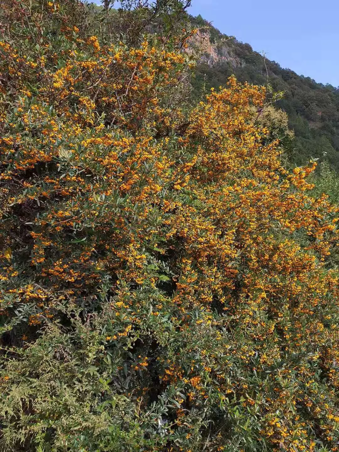 Firethorn (Pyracantha Crenatoserrata) — Well-suited for hedges or barriers