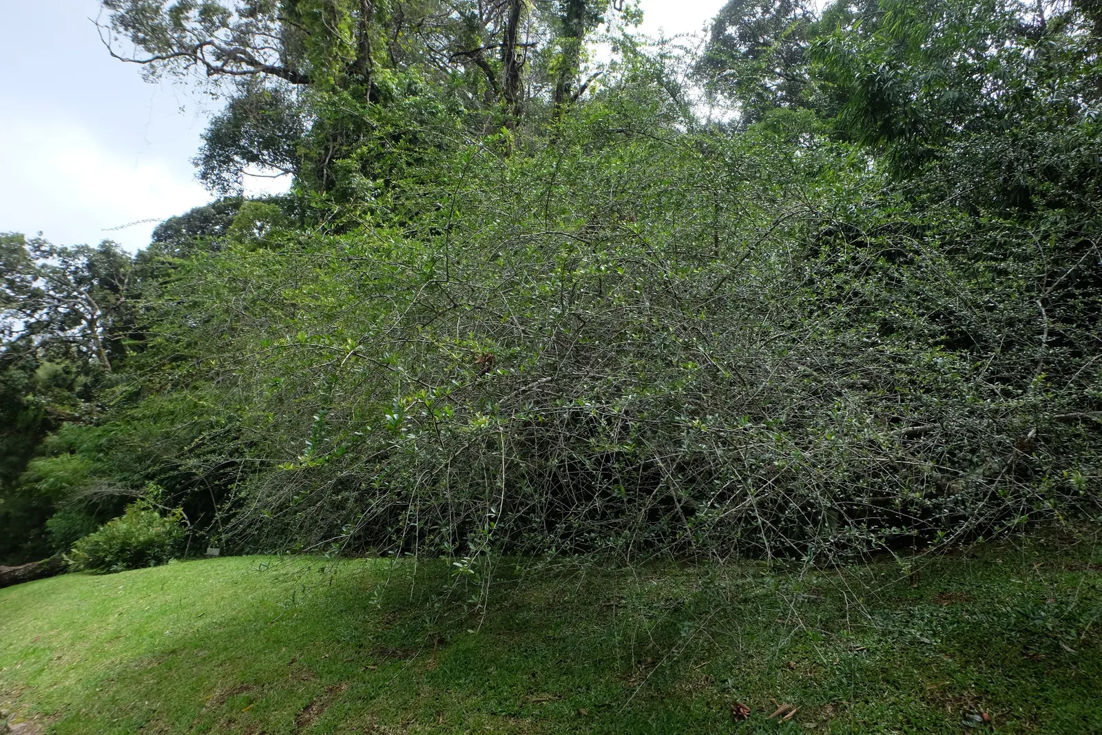 Firethorn (Pyracantha Crenatoserrata) — where it can provide both aesthetic appeal and functional benefits