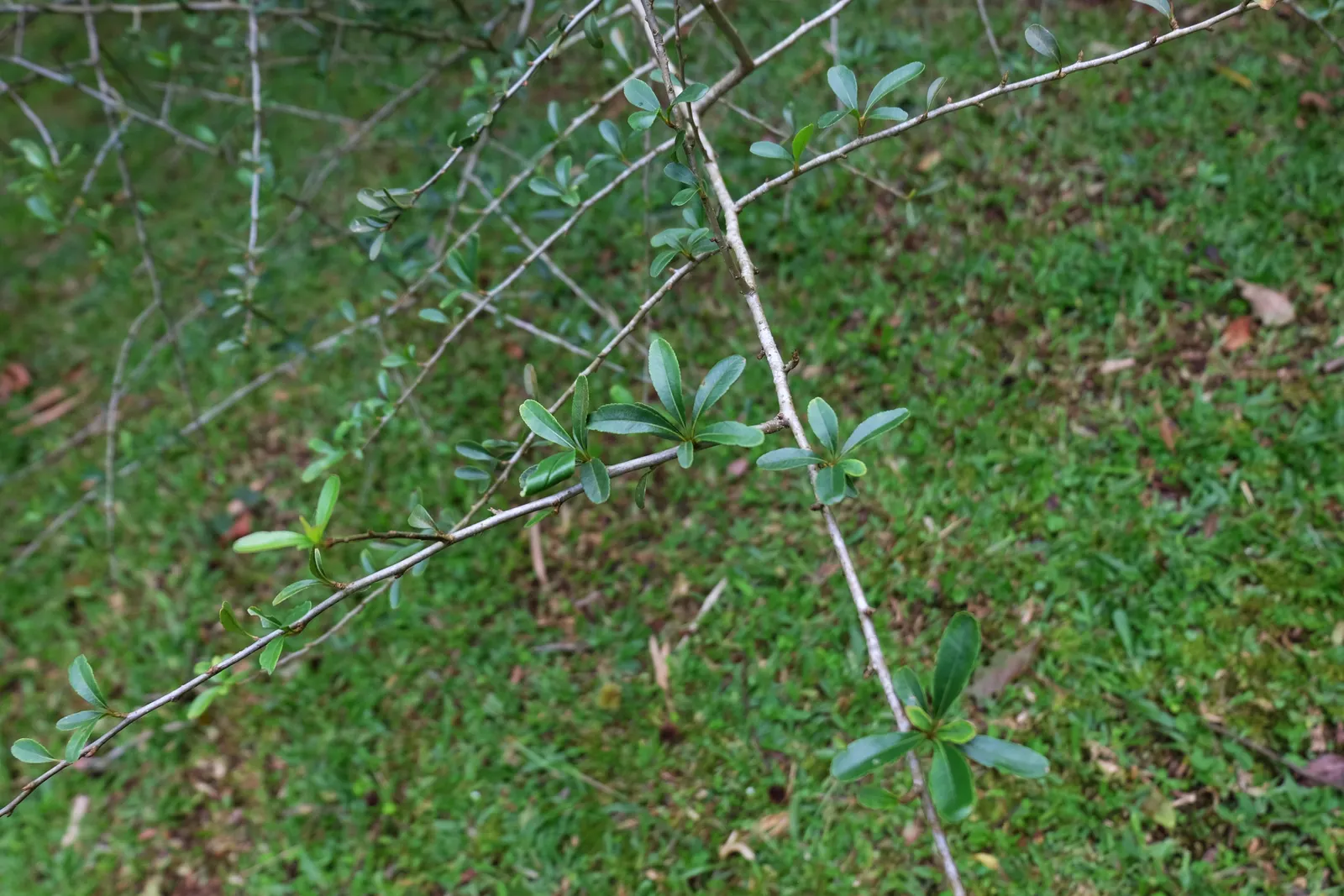 Firethorn (Pyracantha Crenatoserrata) — it thrives in full sun to partial shade and adapts to various soils