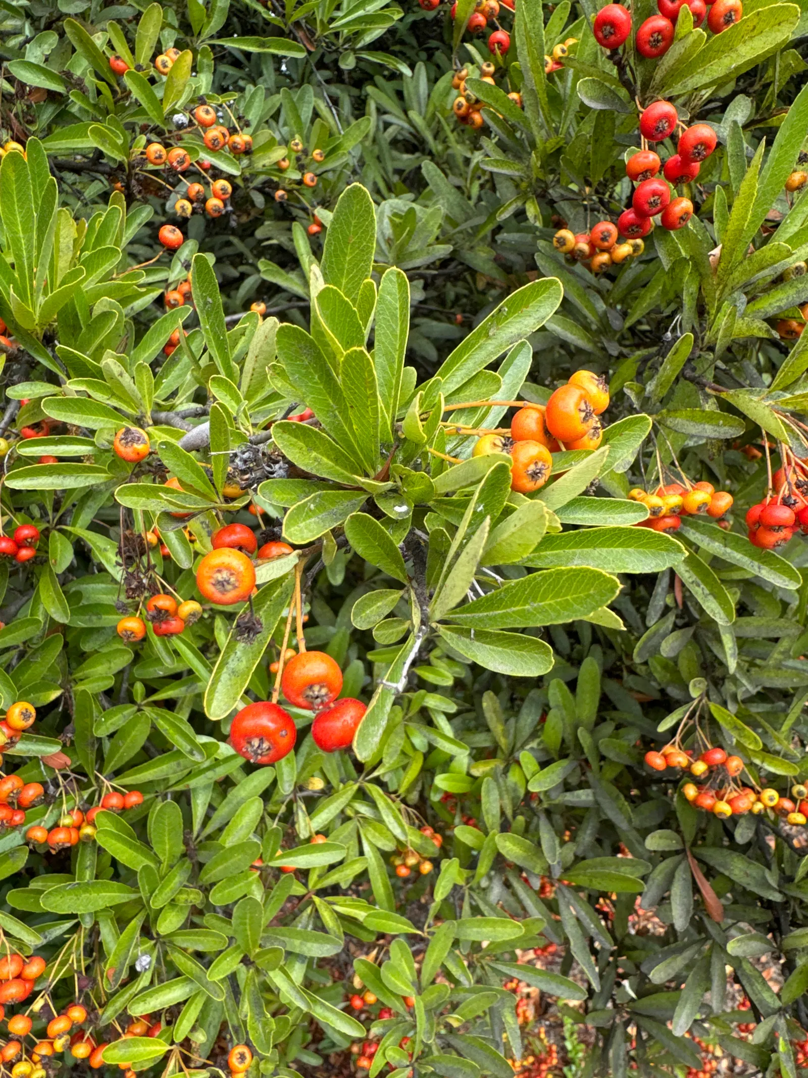 Firethorn (Pyracantha Crenatoserrata) — which persist into winter