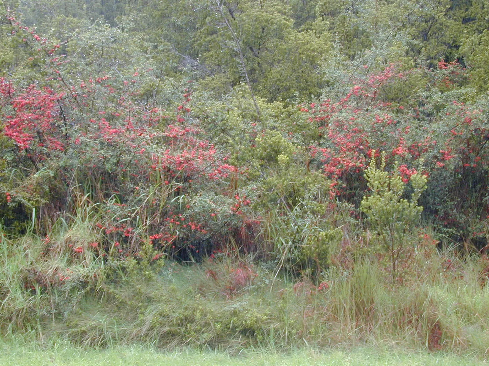 Firethorn (Pyracantha Crenatoserrata) — dark green leaves with finely serrated edges