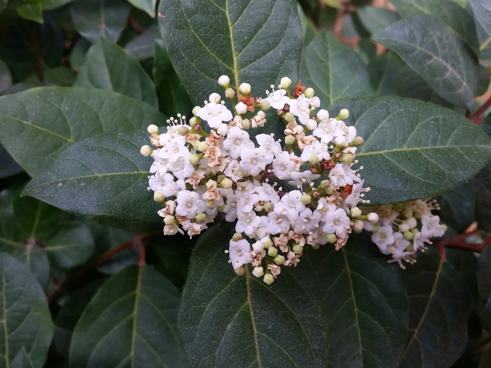 Laurestinus Viburnum (Viburnum Tinus) — They provide an excellent evergreen backdrop throughout the year; this versatile plant thrives in full sun to partial