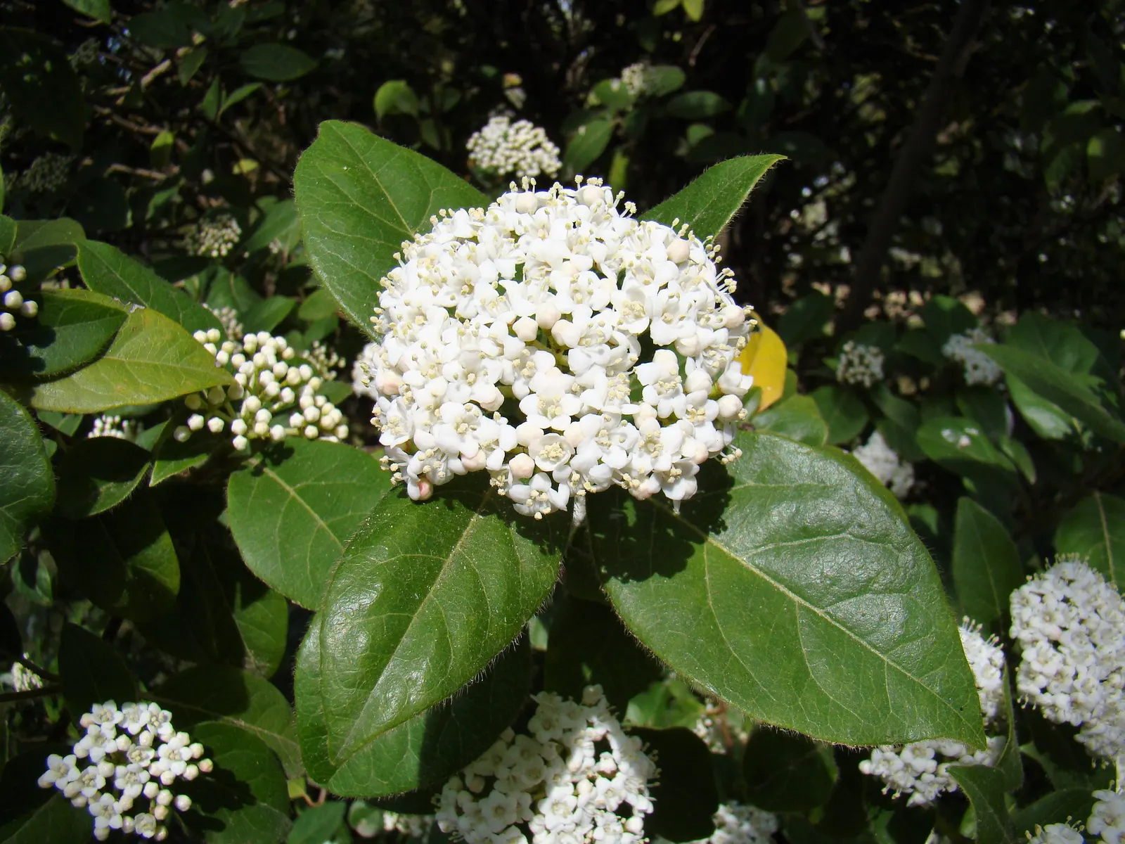 Laurestinus Viburnum (Viburnum Tinus) — scientifically known as Viburnum tinus; shrub with pink and white blooms, image 62