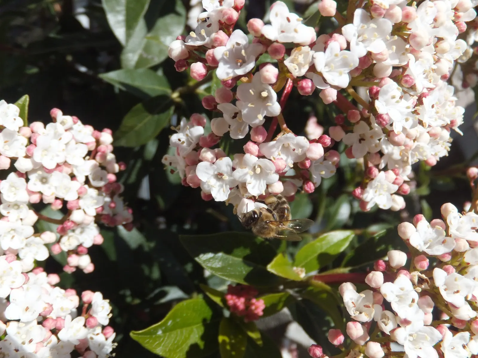 Laurestinus Viburnum (Viburnum Tinus) — Mature specimens reach up to 6-12 feet in height and spread equally wide; it thrives in full sun to partial shade and