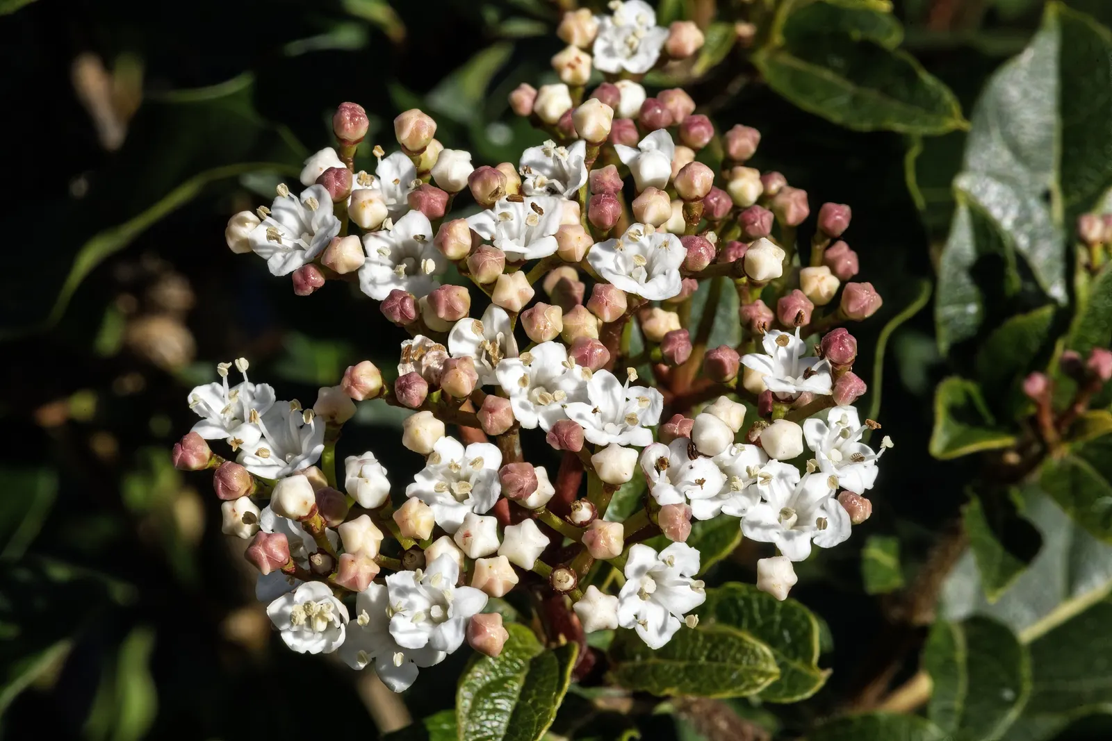Laurestinus Viburnum (Viburnum Tinus) — this robust plant offers a lush; though consistent watering supports the best flowering and, image 65