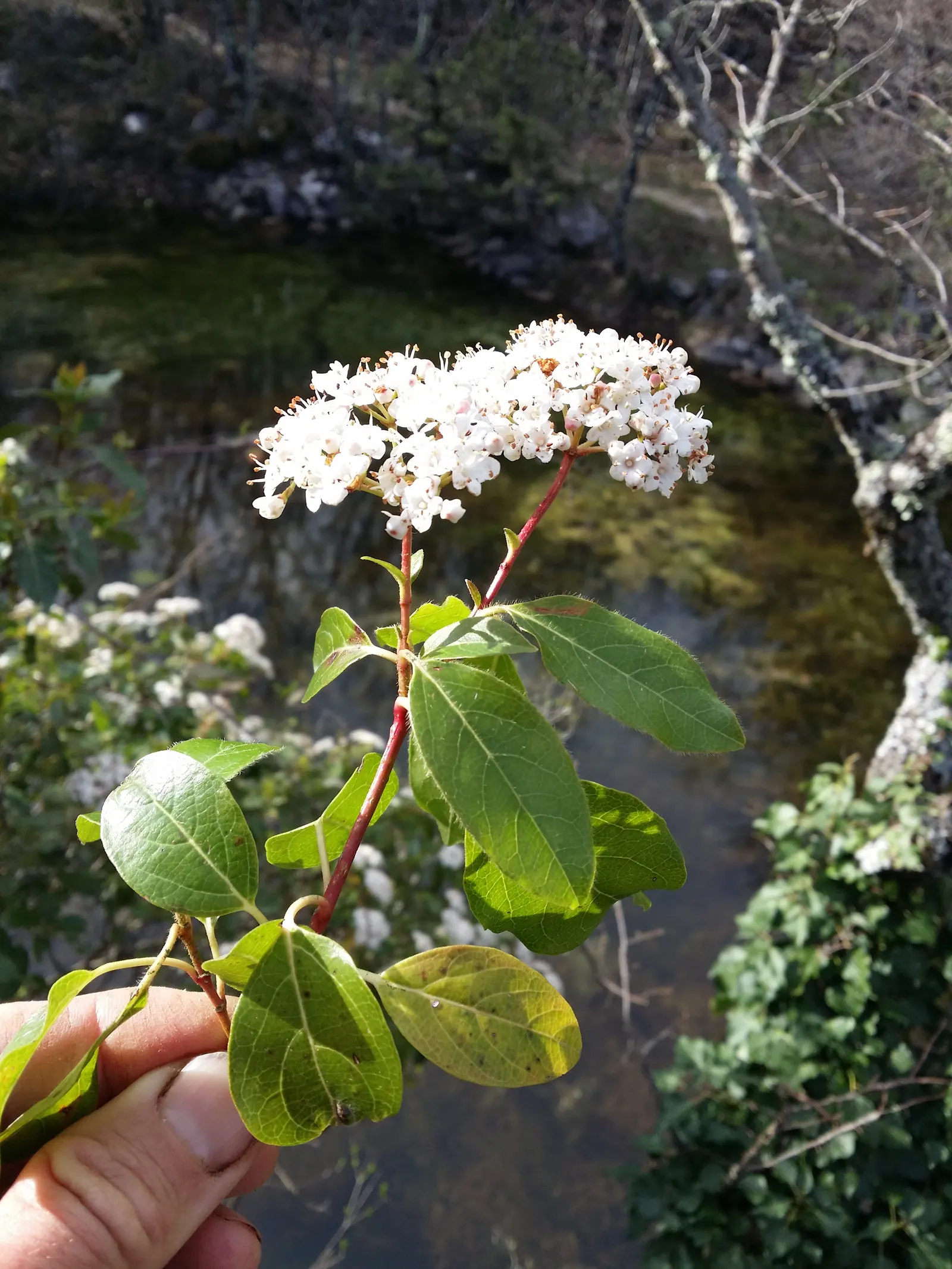 Laurestinus Viburnum (Viburnum Tinus) — pink-budded clusters bloom into delicate white flowers
