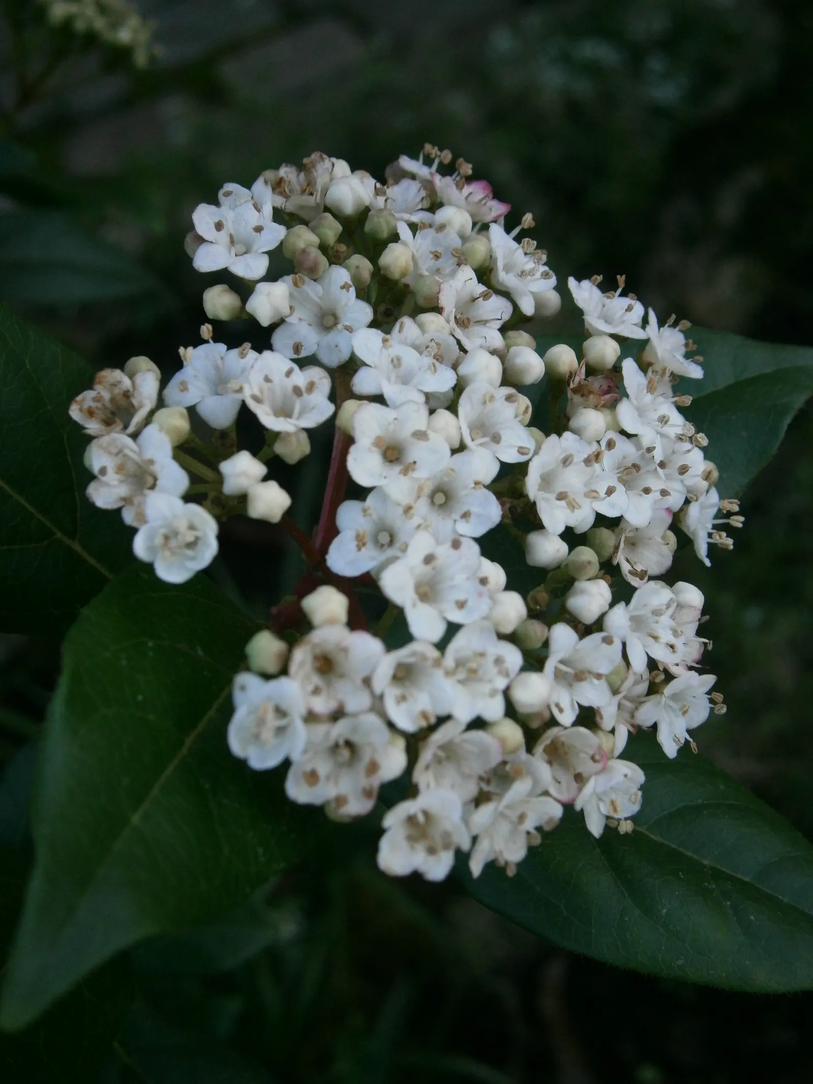 Laurestinus Viburnum (Viburnum Tinus) — this robust plant offers a lush