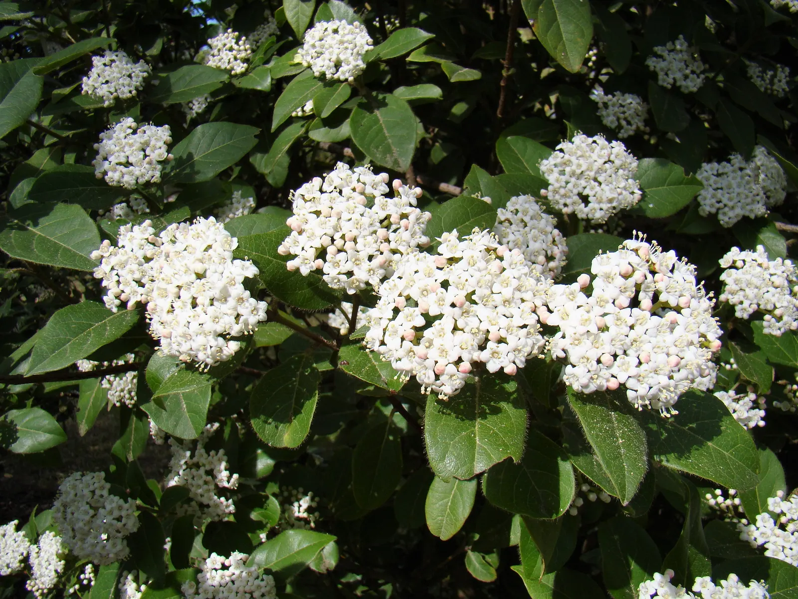Laurestinus Viburnum (Viburnum Tinus) — this plant is relatively drought-tolerant; ensure that Laurestinus Viburnum remains a favored choice for both seasoned