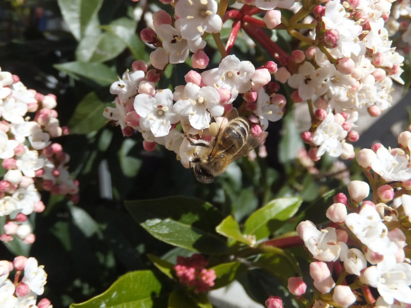 Laurestinus Viburnum (Viburnum Tinus) — the shrub is adorned with small clusters of starry