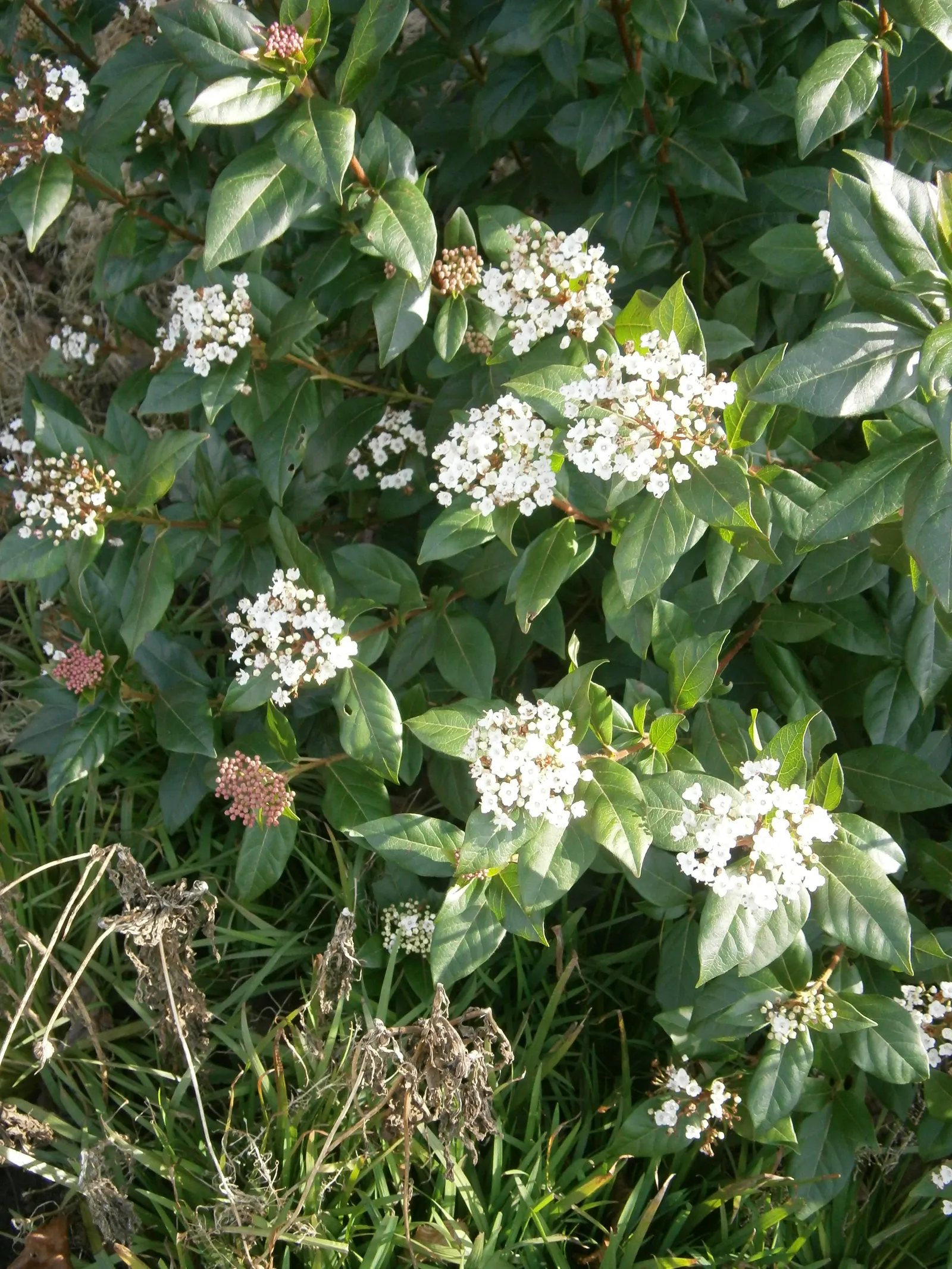 Laurestinus Viburnum (Viburnum Tinus) — this plant is relatively drought-tolerant