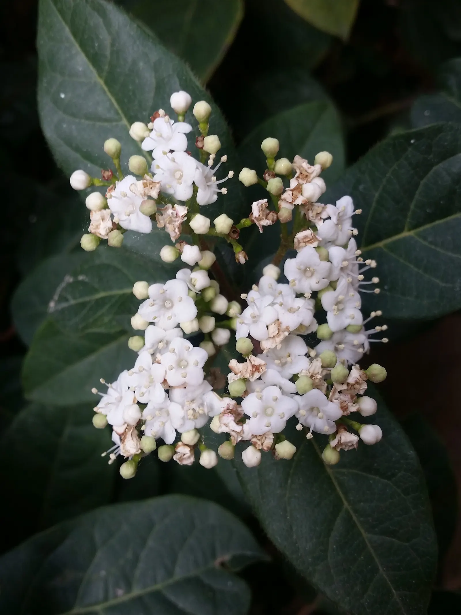Laurestinus Viburnum (Viburnum Tinus) — is a versatile and evergreen shrub that would lend an enduring charm to any garden; followed by blue-black berries