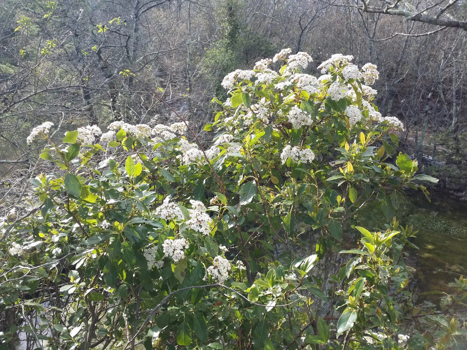 Laurestinus Viburnum (Viburnum Tinus) — offering year-round interest with its glossy leaves and seasonal blossoms; this robust plant offers a lush, image 56