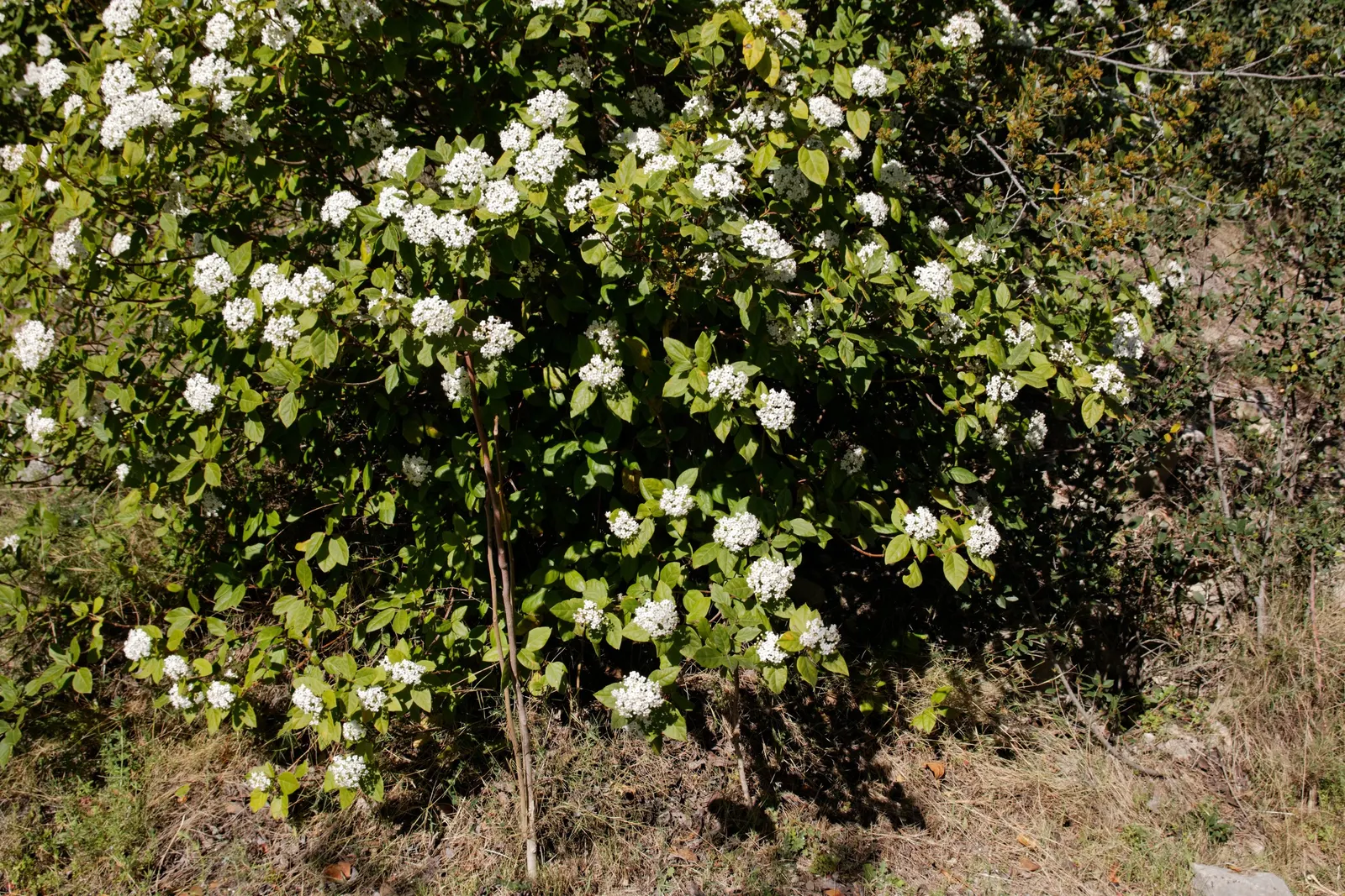 Laurestinus Viburnum (Viburnum Tinus) — shrub with pink and white blooms; each cluster spanning roughly 2 to 4 inches across