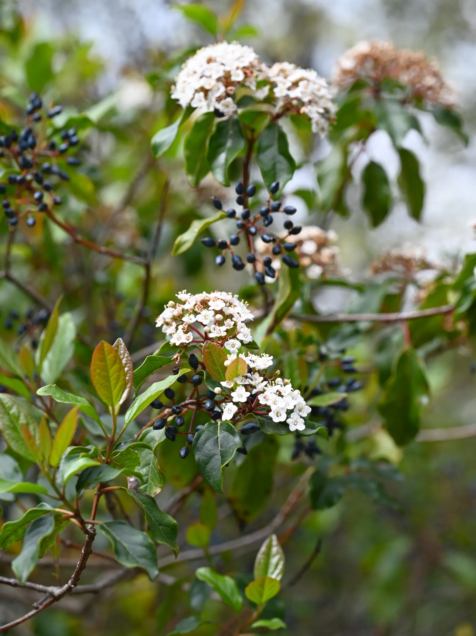 Laurestinus Viburnum (Viburnum Tinus) — From late winter to early spring; pink and white flowers in the garden, image 58