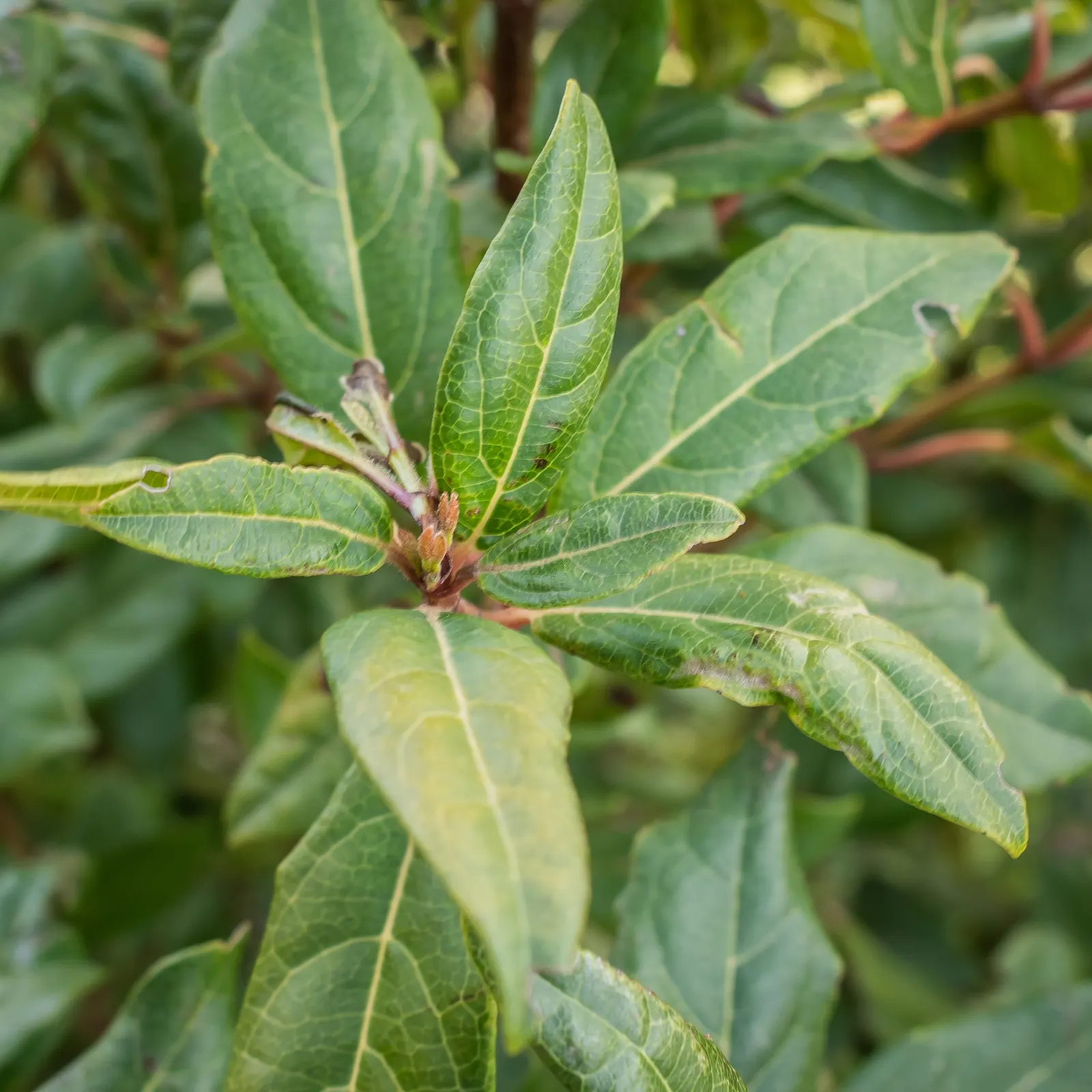 Laurestinus Viburnum (Viburnum Tinus) — though consistent watering supports the best flowering and fruiting.<br><br>Its minimal care requirements; offering