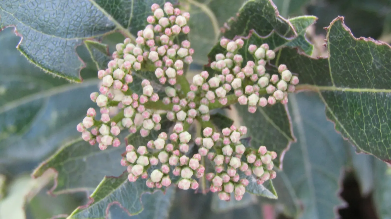 Laurestinus Viburnum (Viburnum Tinus) — Typically reaching heights between 6 to 12 feet with a similar spread; they provide an excellent evergreen, image 64