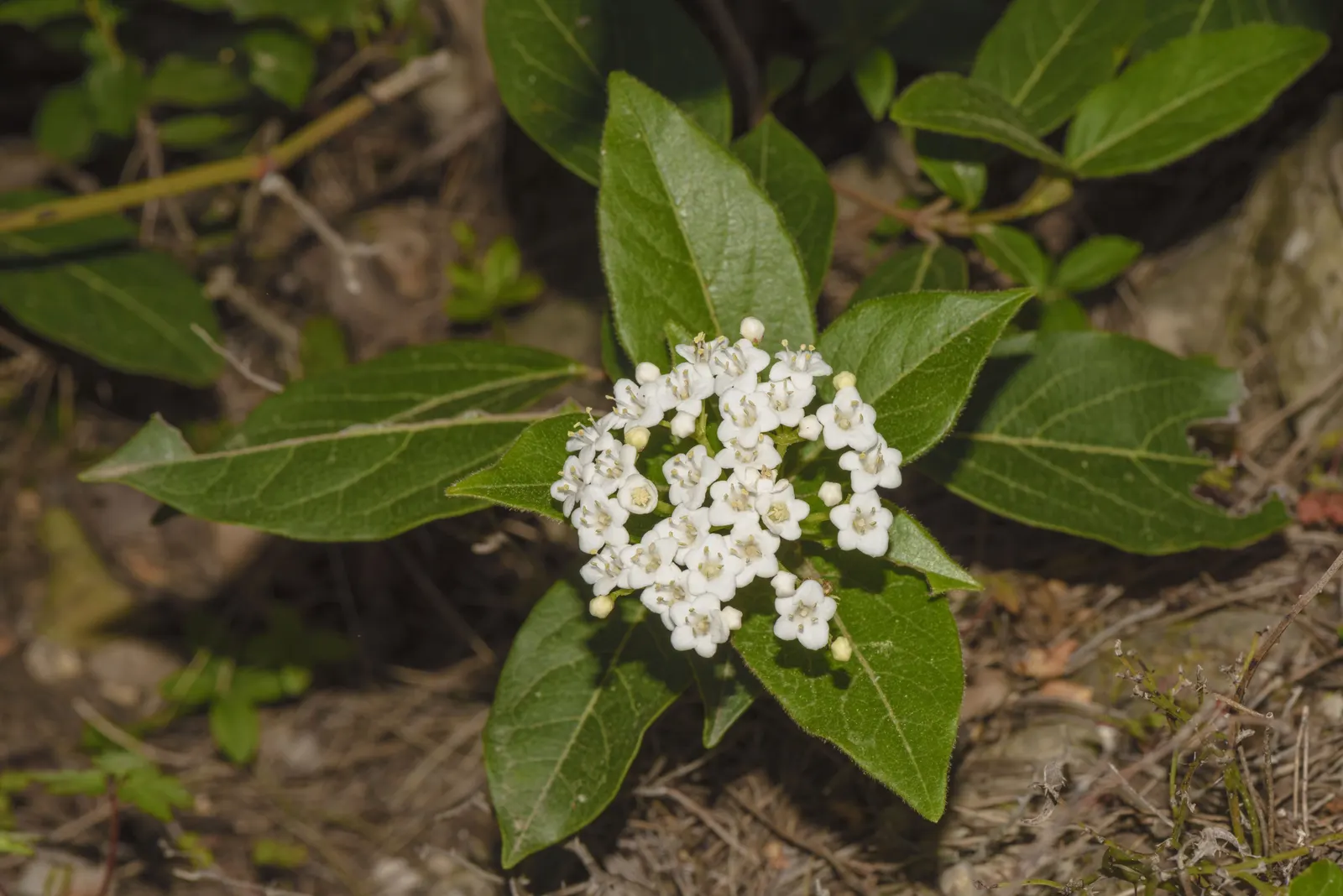 Laurestinus Viburnum (Viburnum Tinus) — it surely makes a valuable addition to any landscape design