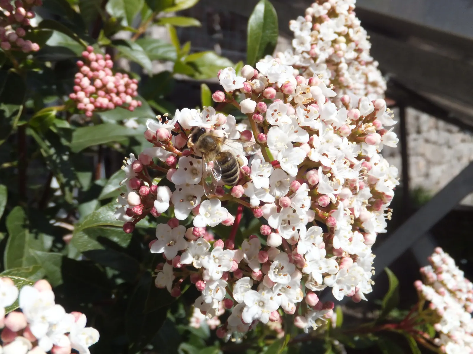 Laurestinus Viburnum (Viburnum Tinus) — shrub for full or half or shade