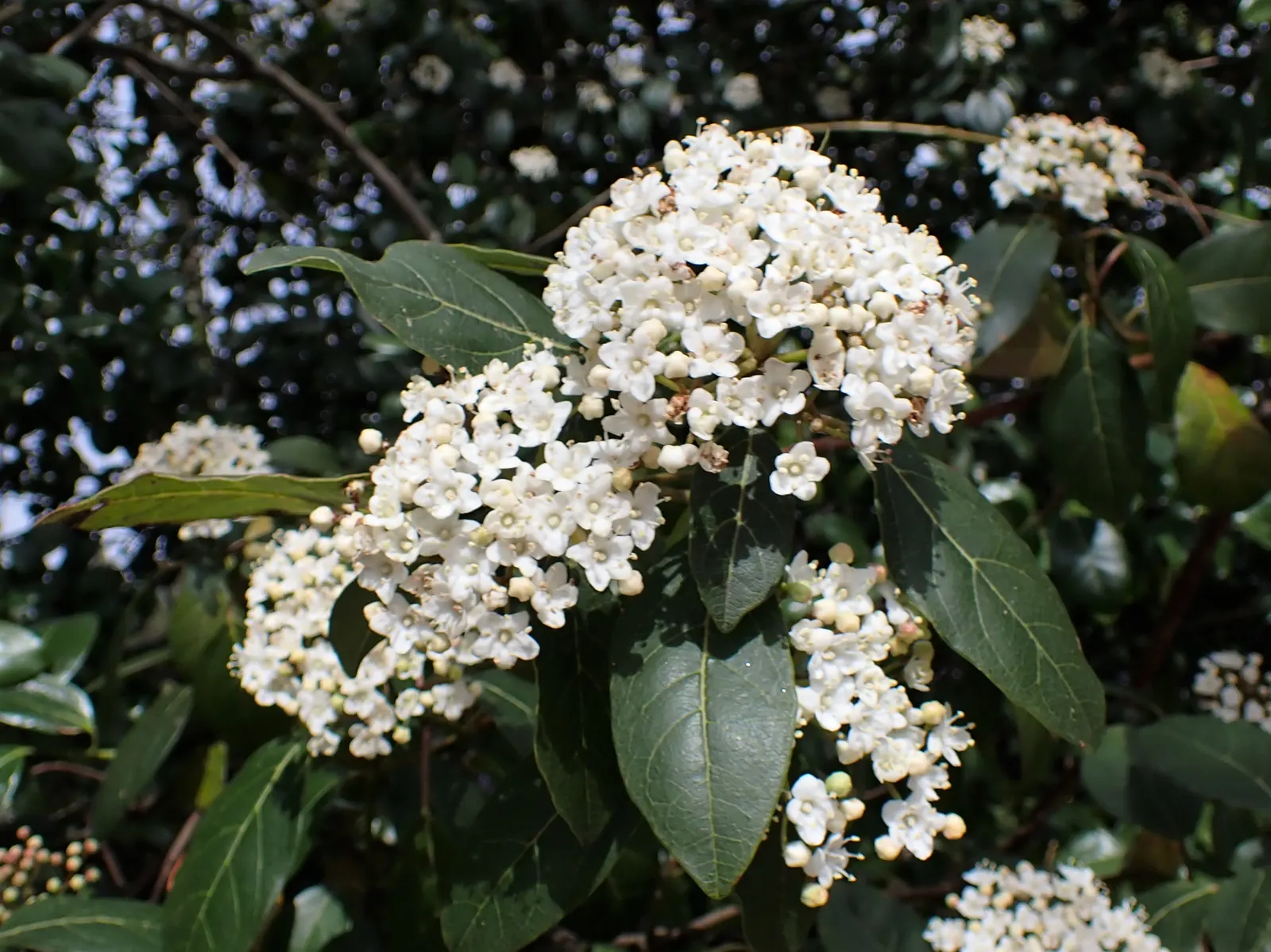 Laurestinus Viburnum (Viburnum Tinus) — followed by blue-black berries; glossy leaves of the Viburnum tinus are leathery in texture and measure about 1 to 3