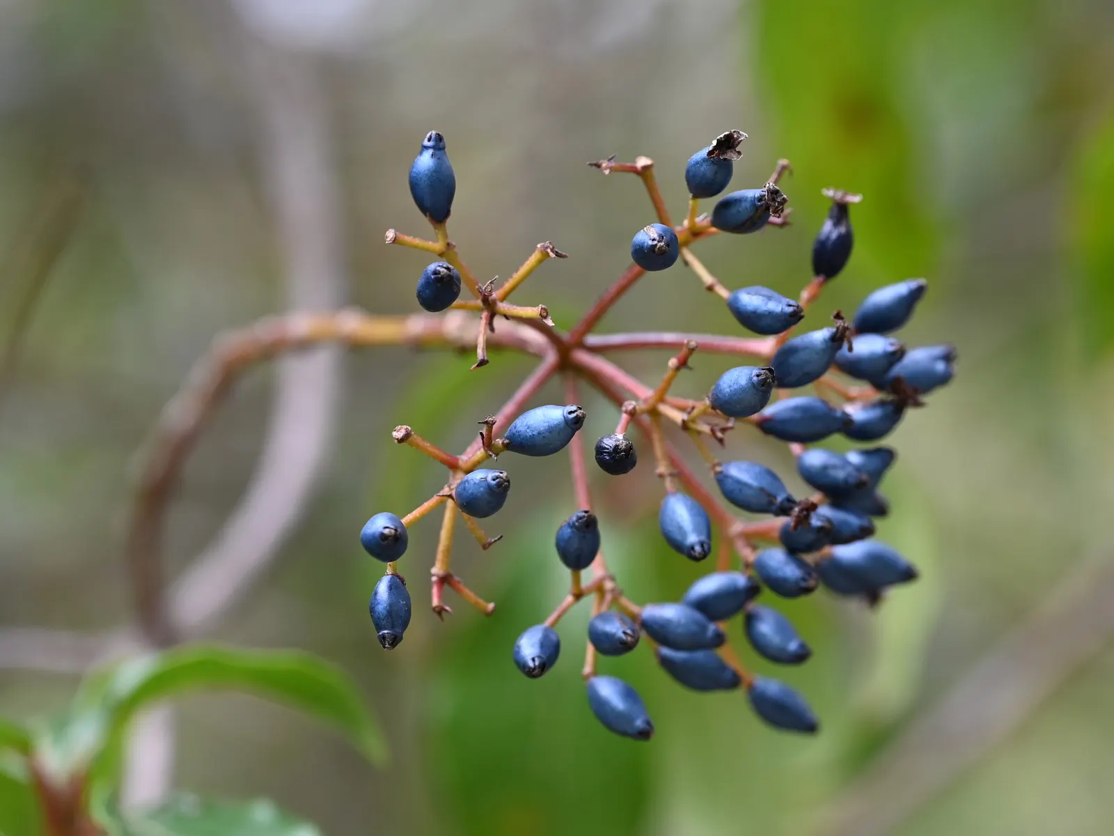 Laurestinus Viburnum (Viburnum Tinus) — followed by blue-black berries