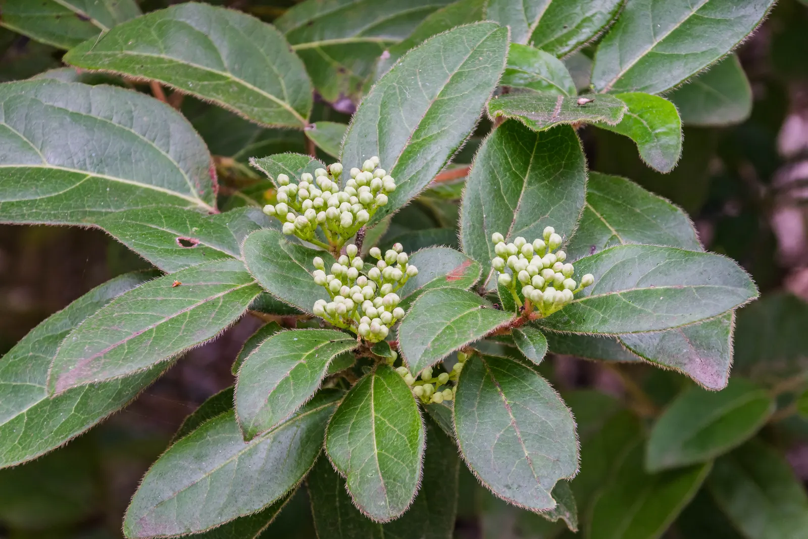 Laurestinus Viburnum (Viburnum Tinus) — offering year-round interest with its glossy leaves and seasonal blossoms