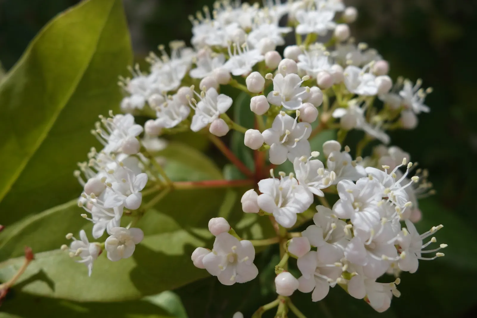 Laurestinus Viburnum (Viburnum Tinus) — along with resistance to common pests and diseases; is a versatile and evergreen shrub that would lend an enduring