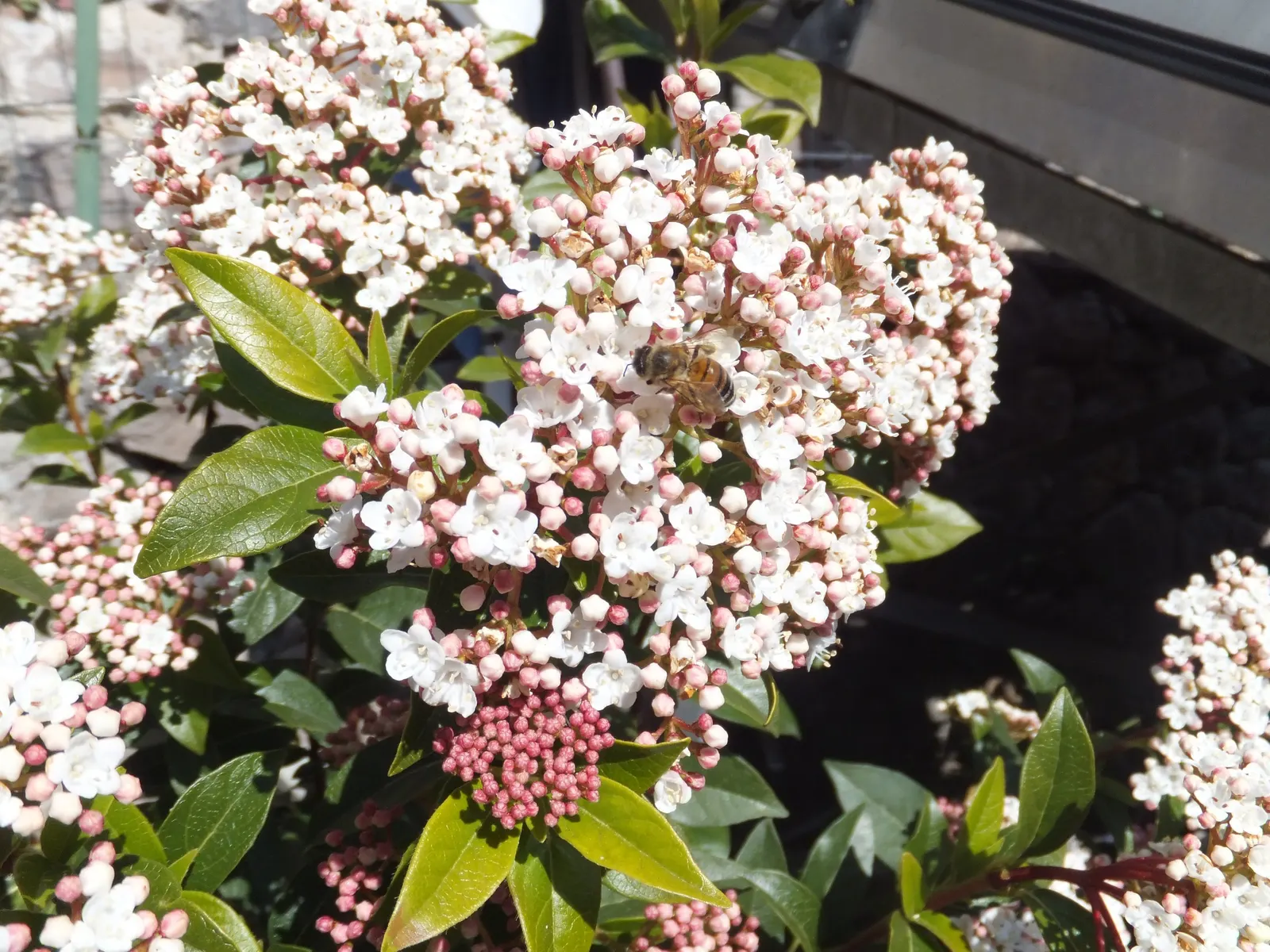 Laurestinus Viburnum (Viburnum Tinus) — is a versatile and evergreen shrub that would lend an enduring charm to any garden