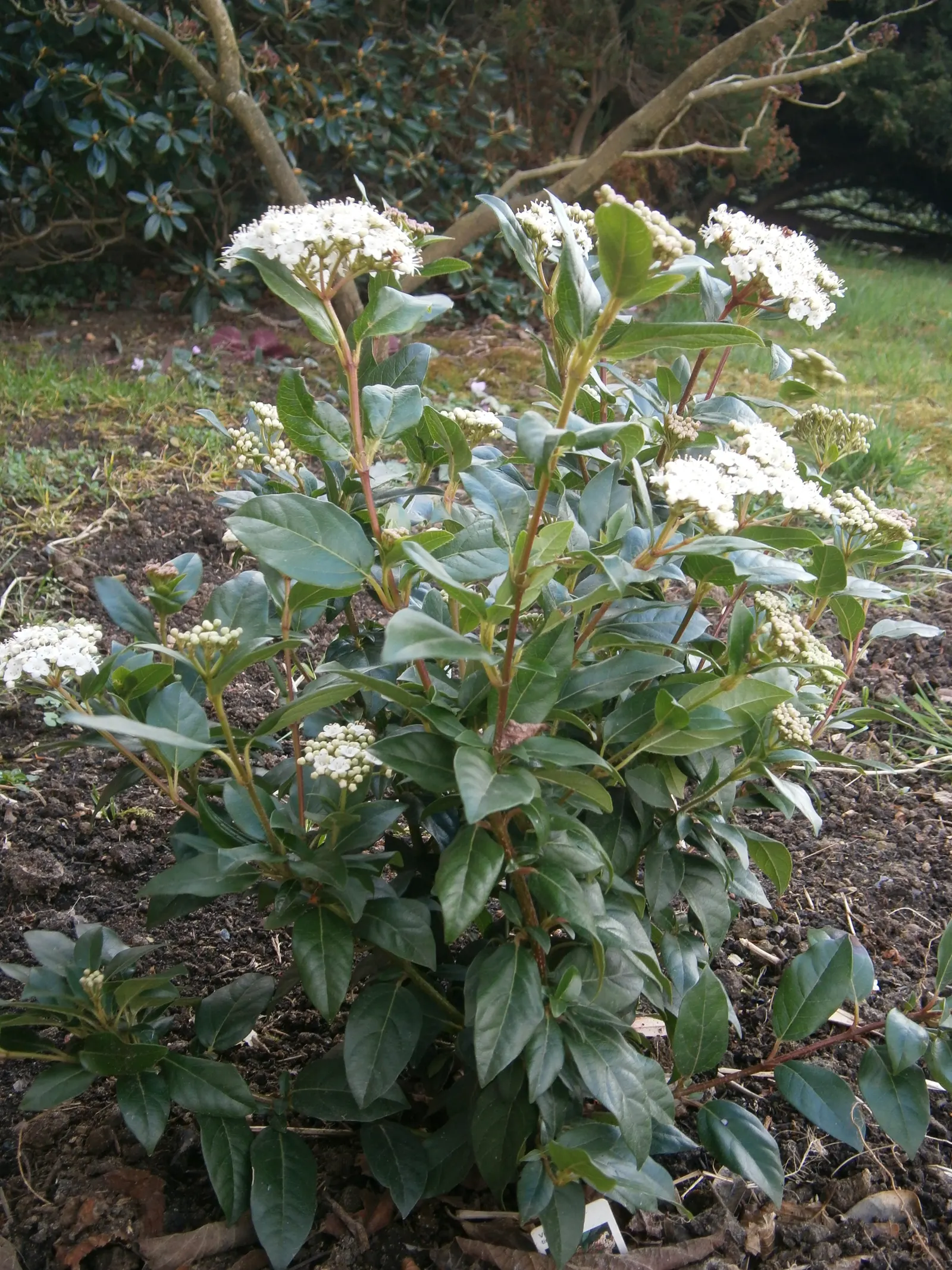 Laurestinus Viburnum (Viburnum Tinus) — this robust plant offers a lush; though consistent watering supports the best flowering and fruiting.<br><br>Its