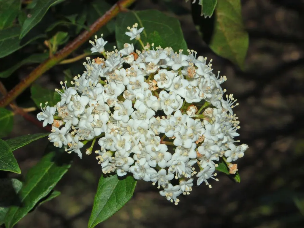 Laurestinus Viburnum (Viburnum Tinus) — ensure that Laurestinus Viburnum remains a favored choice for both seasoned and novice gardeners