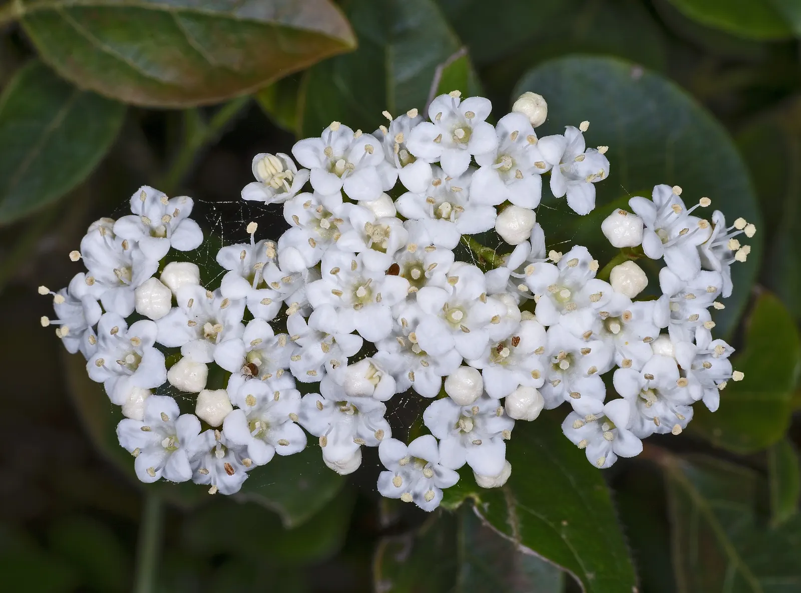 Laurestinus Viburnum (Viburnum Tinus) — pink and white flowers in the garden; typically reaching heights between 6 to 12 feet with a similar spread