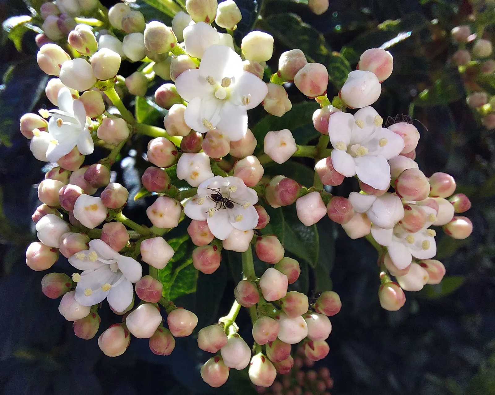 Laurestinus Viburnum (Viburnum Tinus) — glossy leaves of the Viburnum tinus are leathery in texture and measure about 1 to 3 inches long; shrub for, image 66