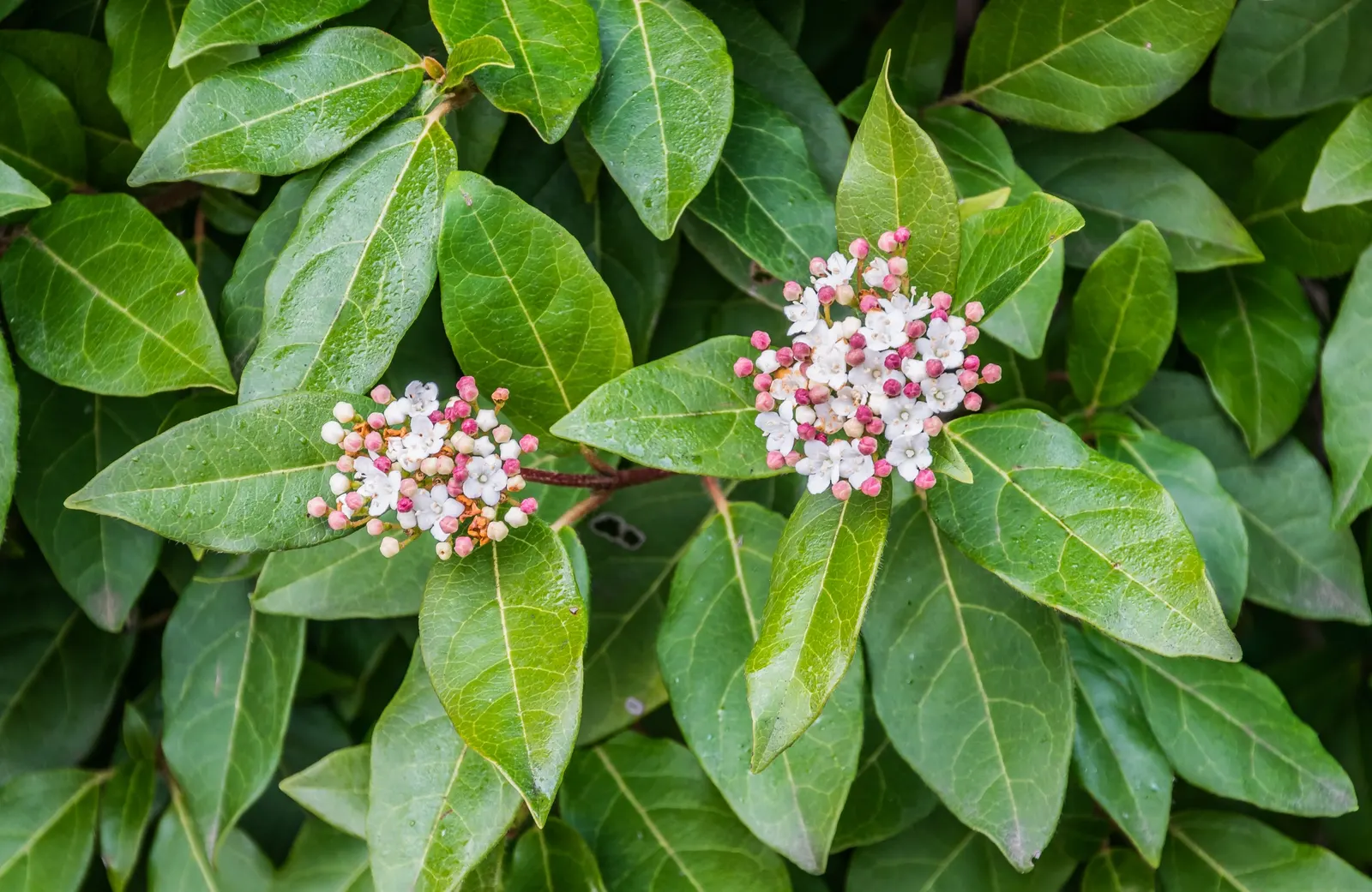Laurestinus Viburnum (Viburnum Tinus) — They provide an excellent evergreen backdrop throughout the year