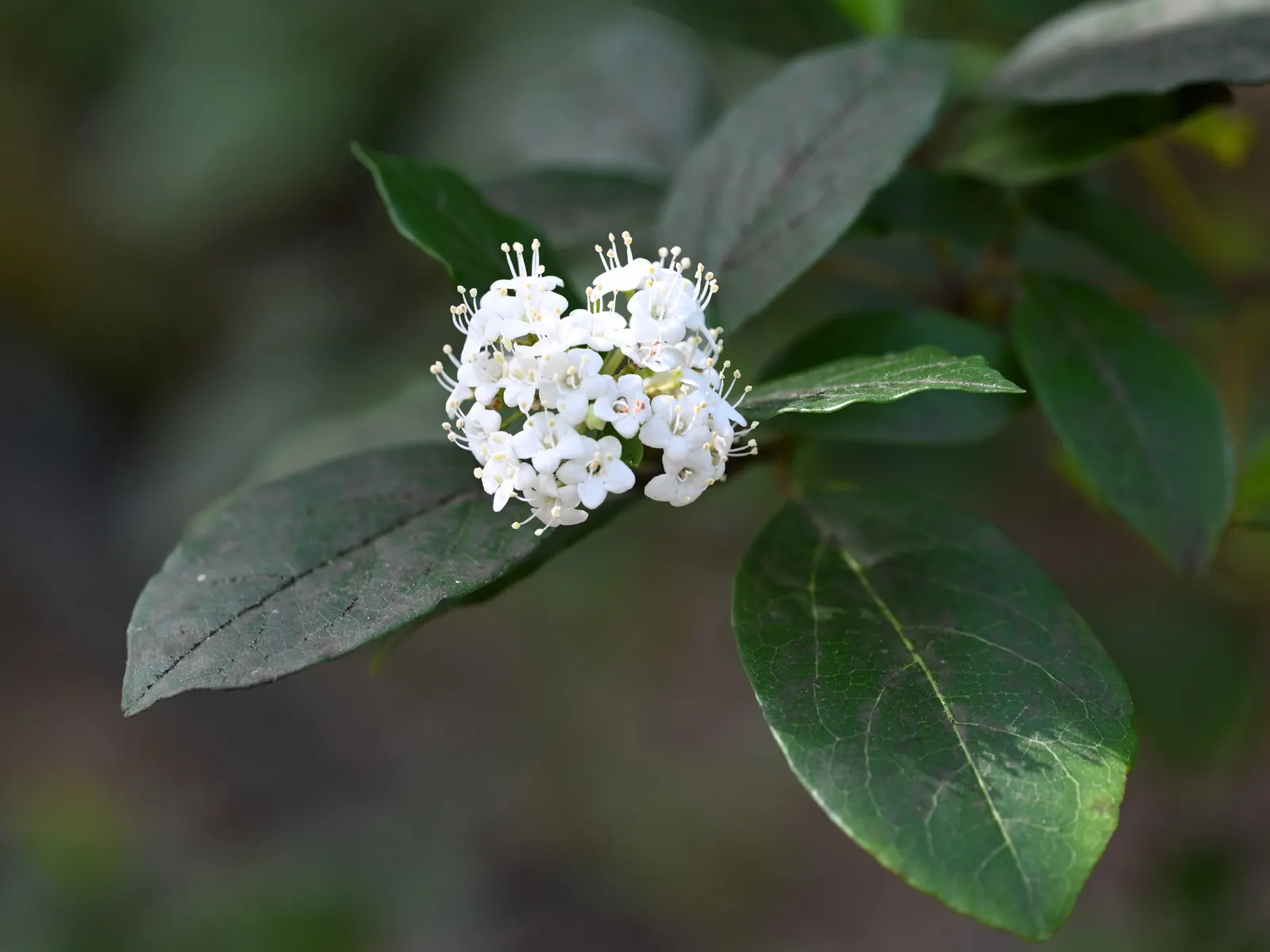 Laurestinus Viburnum (Viburnum Tinus) — the shrub is adorned with small clusters of starry; along with resistance to common pests and diseases, image 69