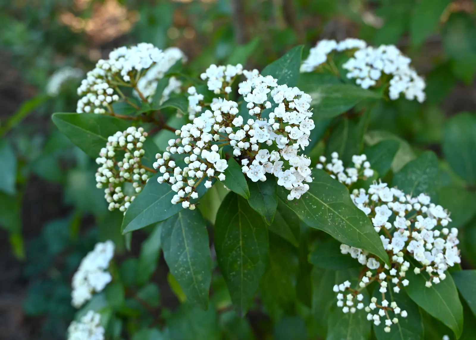Laurestinus Viburnum (Viburnum Tinus) — each cluster spanning roughly 2 to 4 inches across; scientifically known as Viburnum tinus
