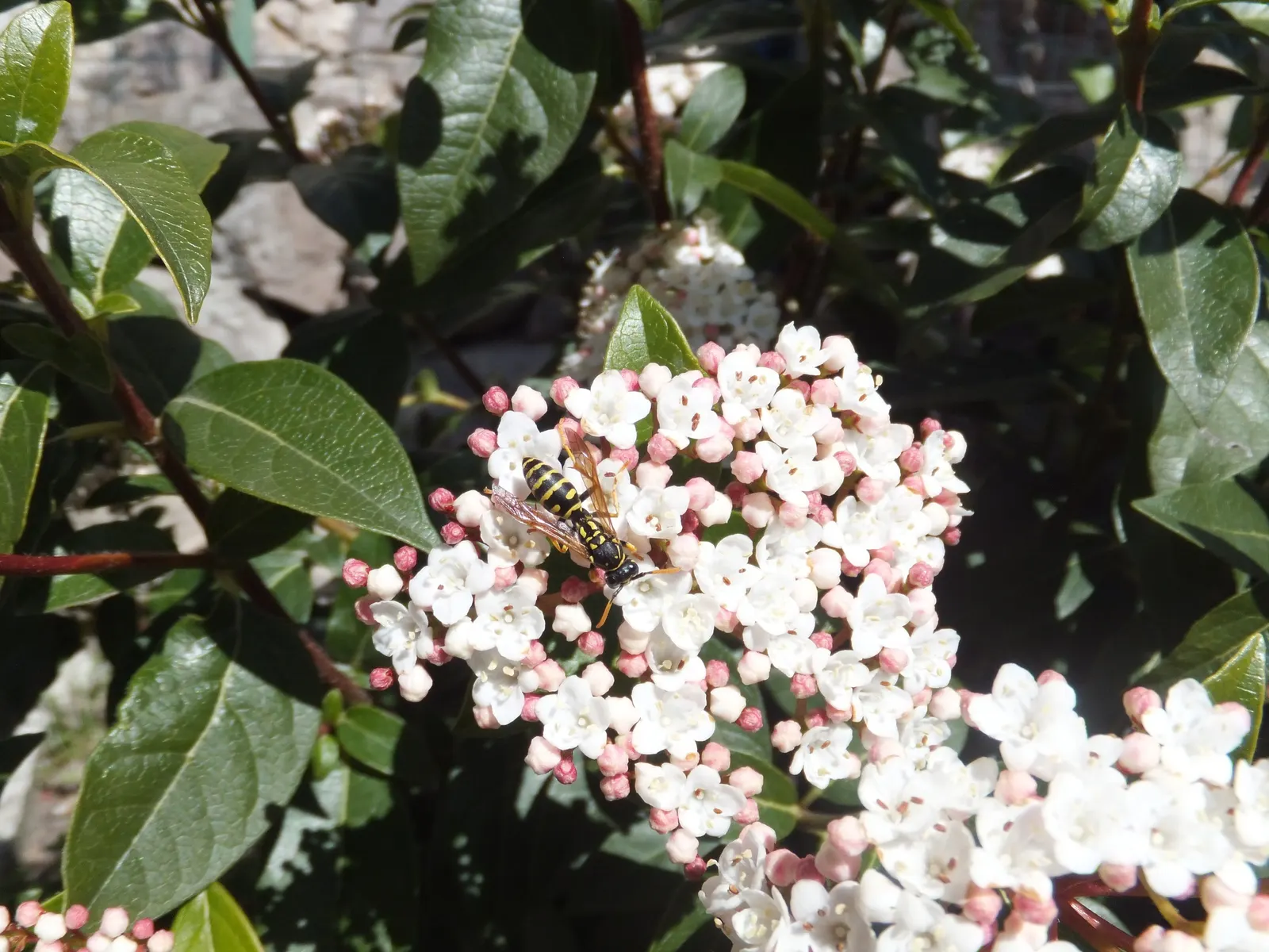 Laurestinus Viburnum (Viburnum Tinus) — though consistent watering supports the best flowering and fruiting.<br><br>Its minimal care requirements