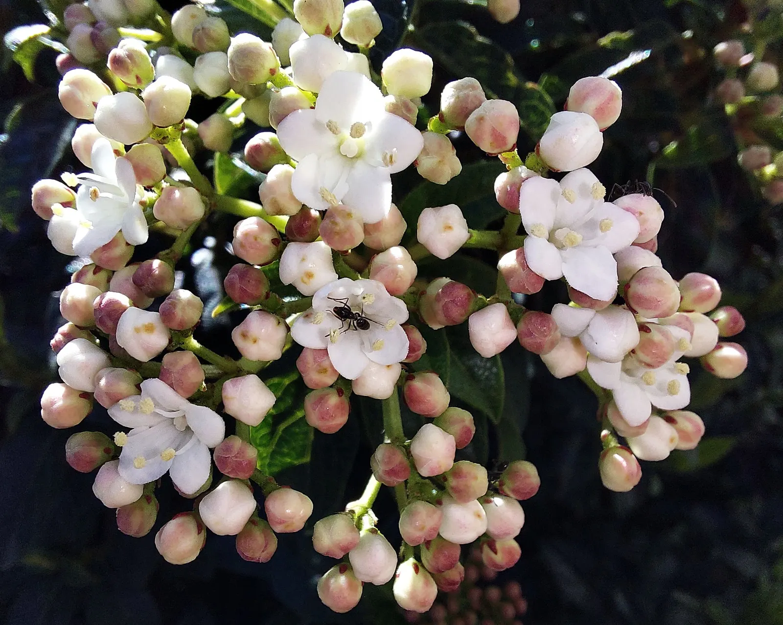 Laurestinus Viburnum (Viburnum Tinus) — pink-budded clusters bloom into delicate white flowers, image 32