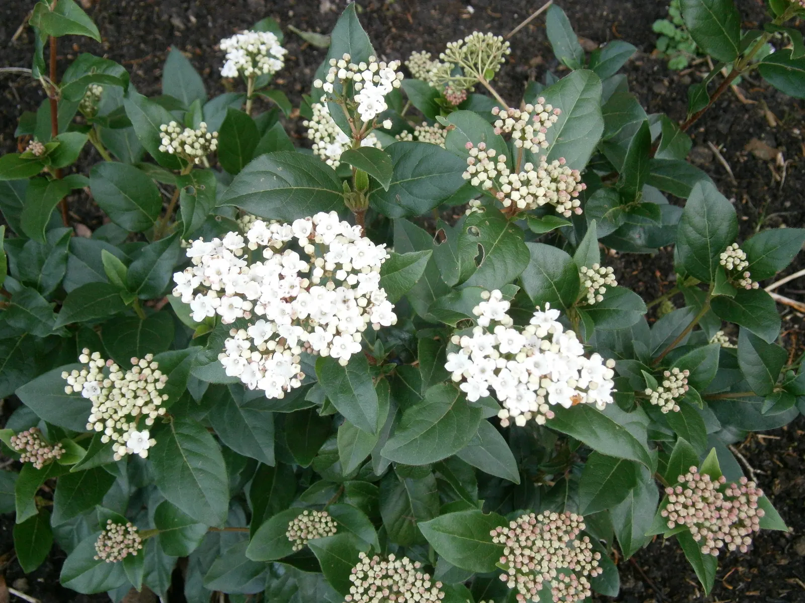 Laurestinus Viburnum (Viburnum Tinus) — shrub for full or half or shade; it surely makes a valuable addition to any landscape design
