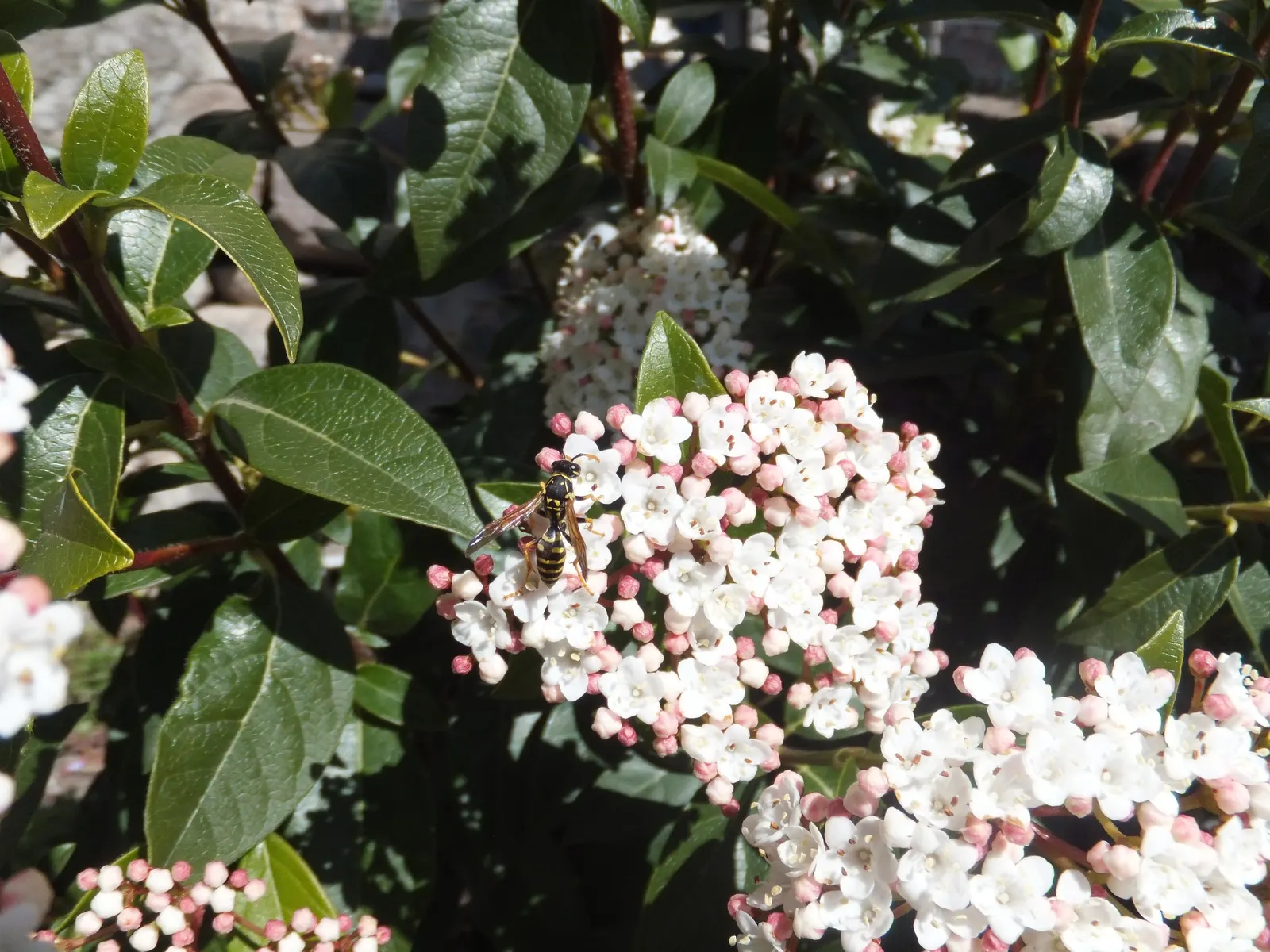 Laurestinus Viburnum (Viburnum Tinus) — Typically reaching heights between 6 to 12 feet with a similar spread; they provide an excellent evergreen backdrop