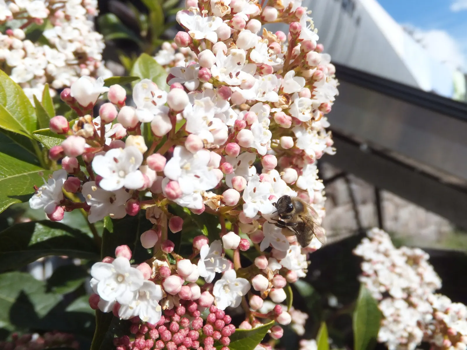 Laurestinus Viburnum (Viburnum Tinus) — Due to its year-round appeal and wildlife benefits