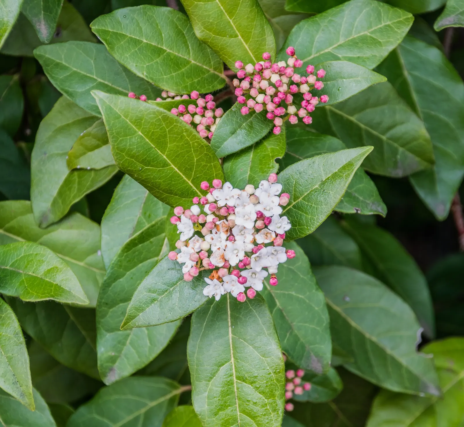 Laurestinus Viburnum (Viburnum Tinus) — the shrub is adorned with small clusters of starry; along with resistance to common pests and diseases