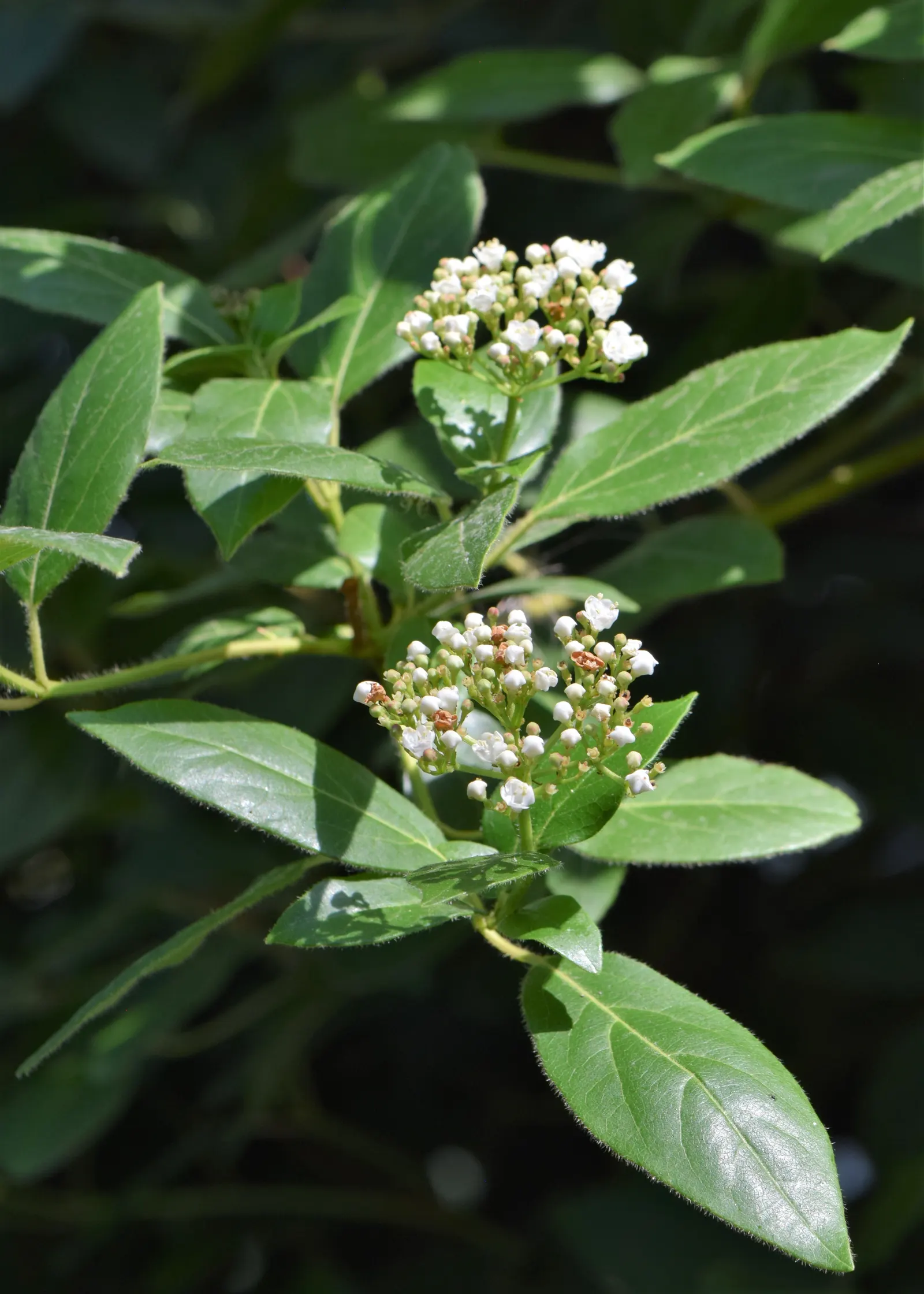 Laurestinus Viburnum (Viburnum Tinus) — it surely makes a valuable addition to any landscape design; mature specimens reach up to 6-12 feet in height and