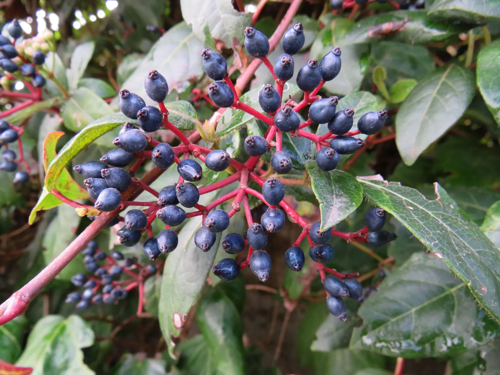 Laurestinus Viburnum (Viburnum Tinus) — shrub with pink and white blooms