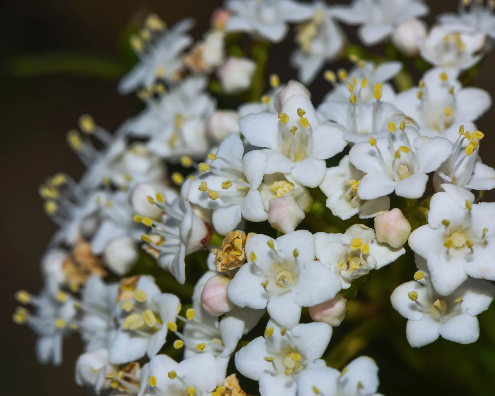 Laurestinus Viburnum (Viburnum Tinus) — scientifically known as Viburnum tinus
