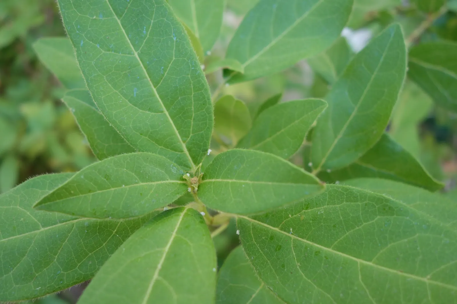 Laurestinus Viburnum (Viburnum Tinus) — From late winter into early spring, image 41